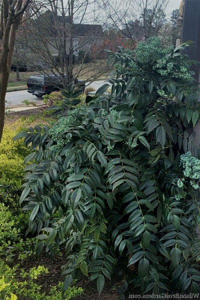 Marvel Mahonia