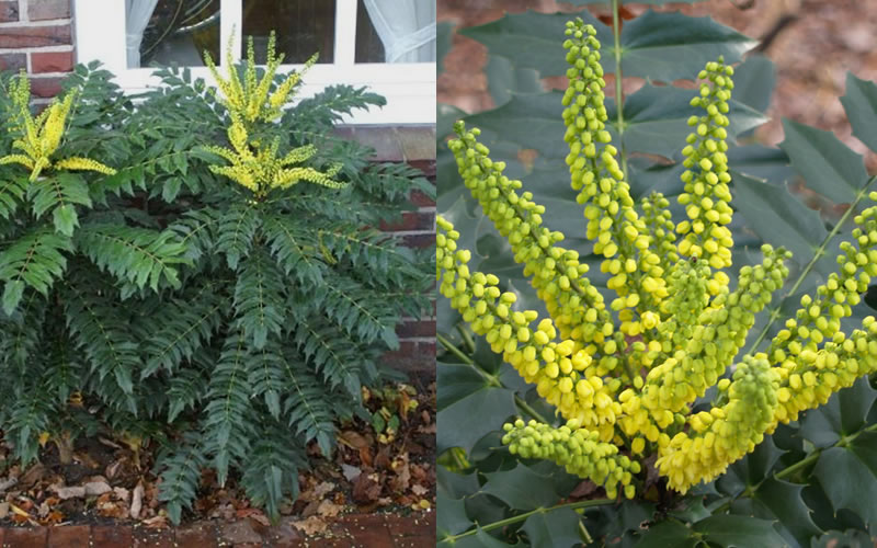Marvel Mahonia