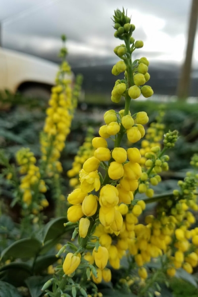 Marvel Mahonia