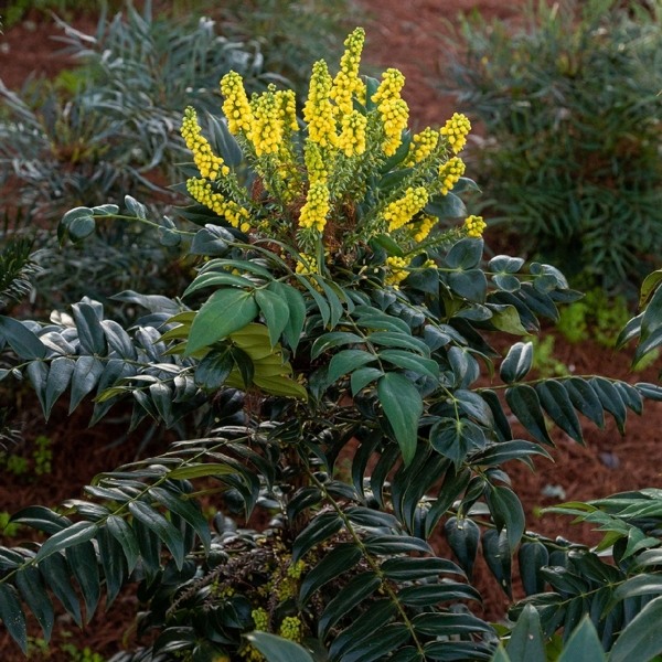 Marvel Mahonia