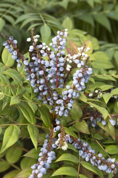 Marvel Mahonia