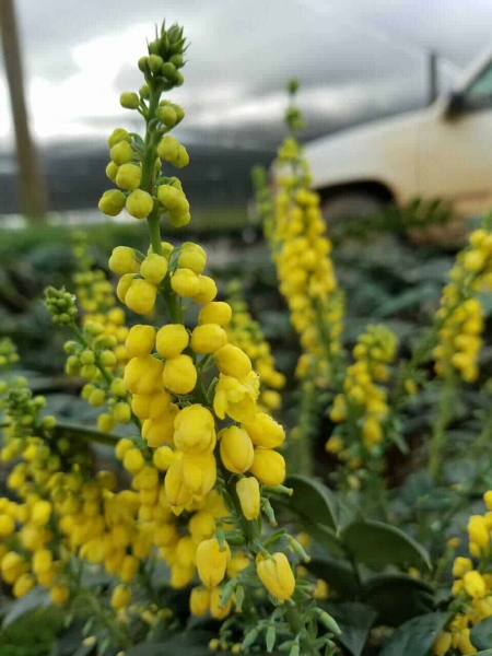 Marvel Mahonia