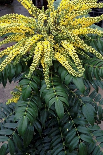 Marvel Mahonia