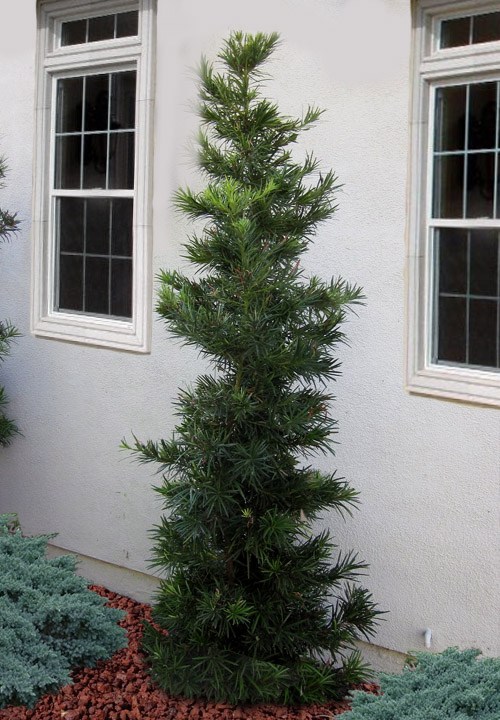 Maki Podocarpus Columnar Yew