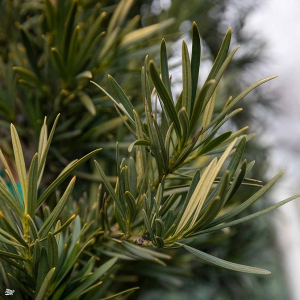Maki Podocarpus Columnar Yew