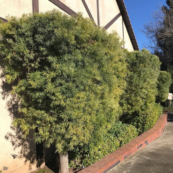 Maki Podocarpus Columnar Yew
