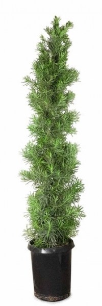 Maki Podocarpus Columnar Yew