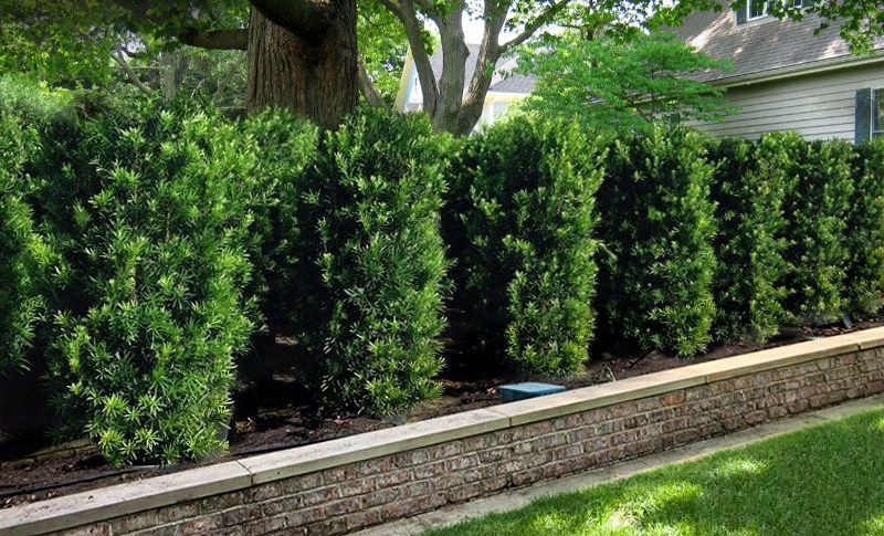 Maki Podocarpus Columnar Yew