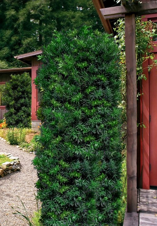 Maki Podocarpus Columnar Yew