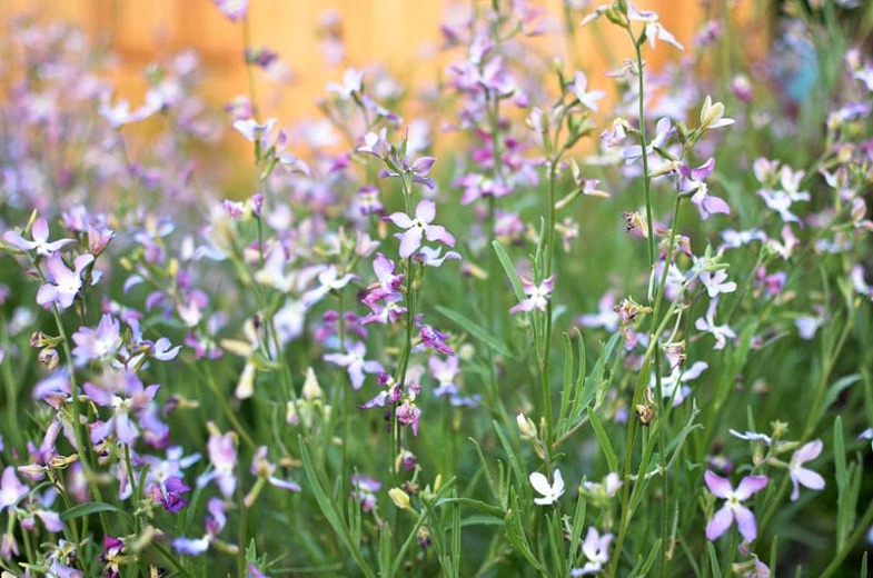 Matthiola longipetala (night-scented stock)