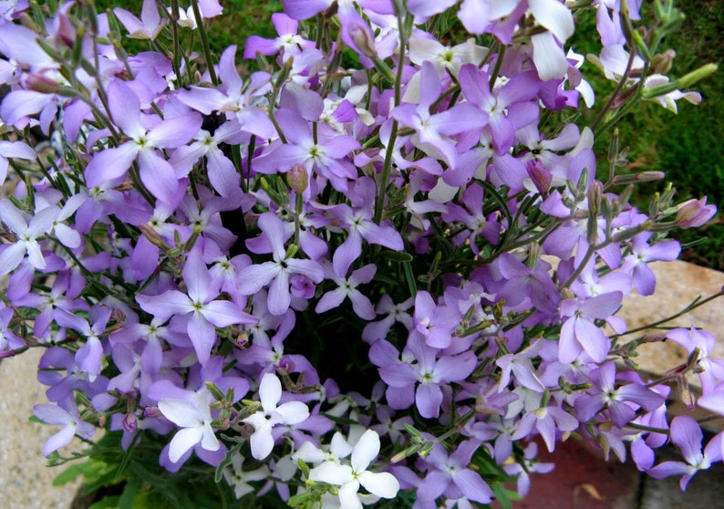 Matthiola longipetala (night-scented stock)