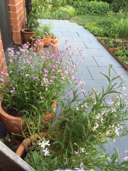 Matthiola longipetala (night-scented stock)