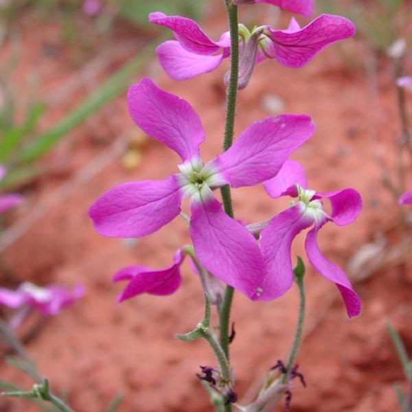 Matthiola longipetala (night-scented stock)