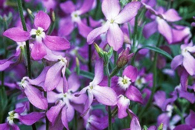 Matthiola longipetala (night-scented stock)