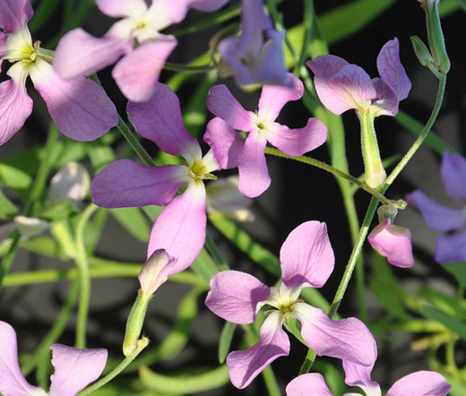 Matthiola longipetala (night-scented stock)