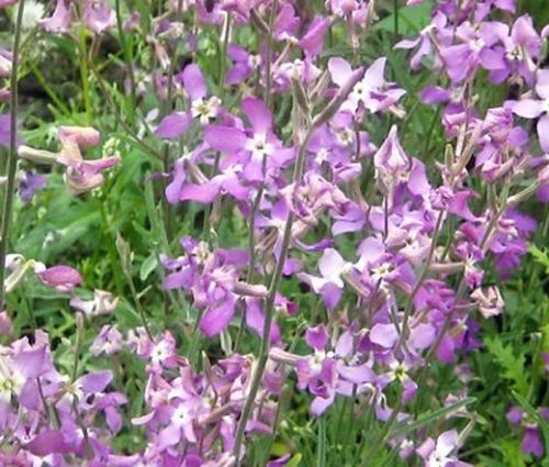 Matthiola longipetala (night-scented stock)