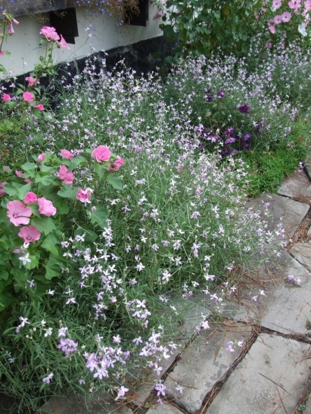 Matthiola longipetala (night-scented stock)