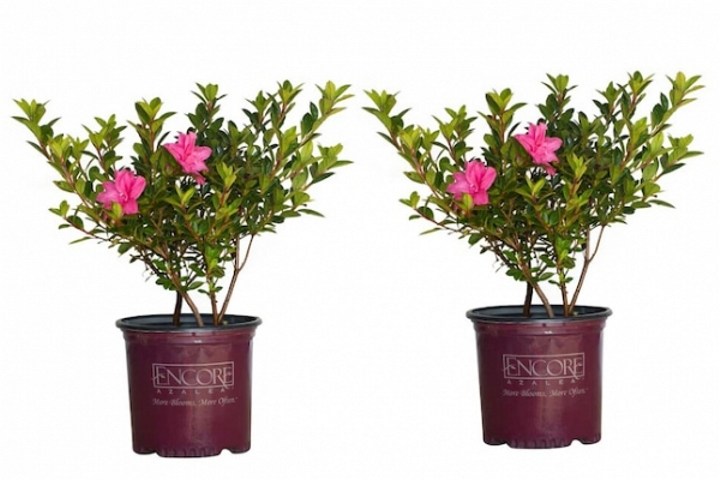 Autumn Carnation Encore Azalea