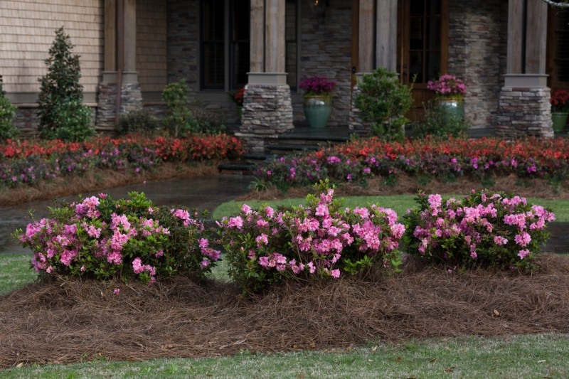 Autumn Carnation Encore Azalea
