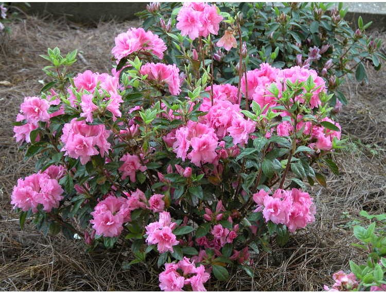 Autumn Carnation Encore Azalea
