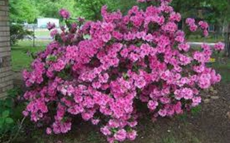 Autumn Carnation Encore Azalea