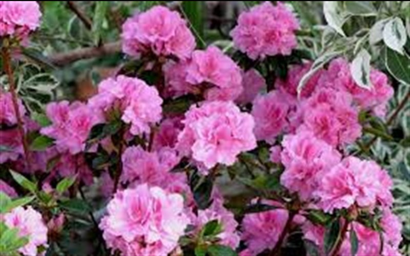 Growing the autumn carnation encore azalea (Rhododendron hybrid Roblec