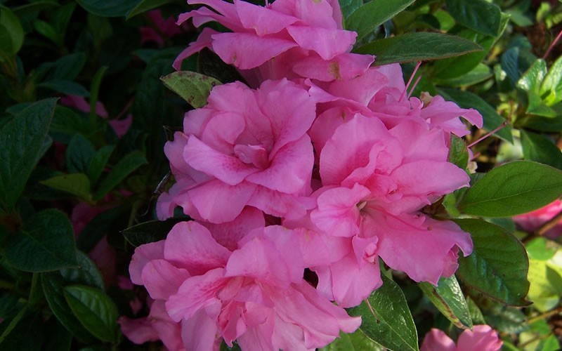 Autumn Carnation Encore Azalea