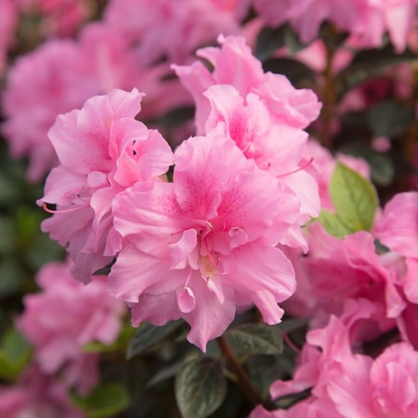 Autumn Carnation Encore Azalea