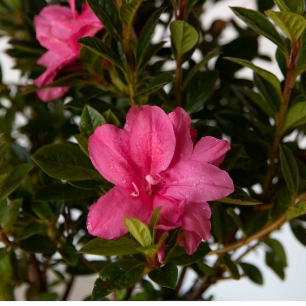Autumn Carnation Encore Azalea