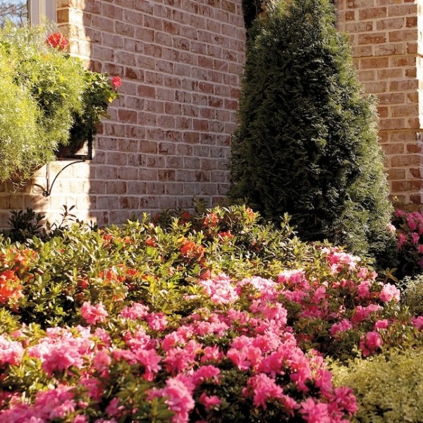 Autumn Carnation Encore Azalea
