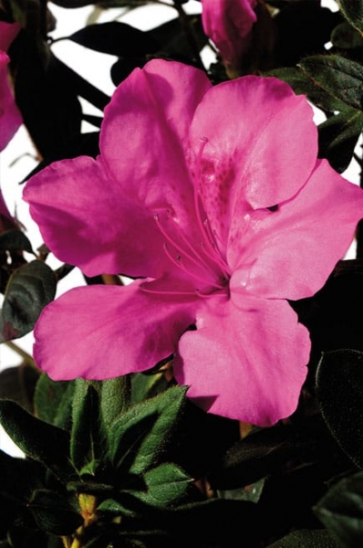 Autumn Sangria Encore Azalea