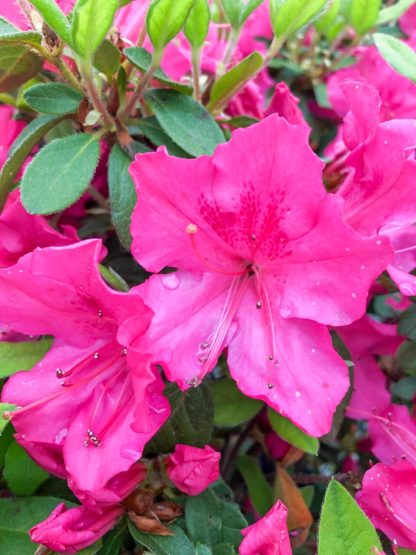 Autumn Sangria Encore Azalea