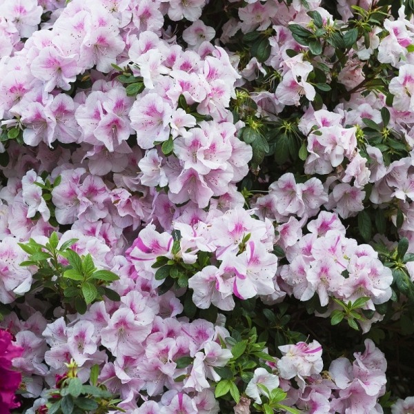 Autumn Twist Encore Azalea