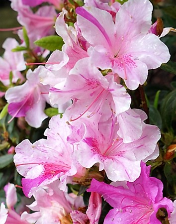 Autumn Twist Encore Azalea