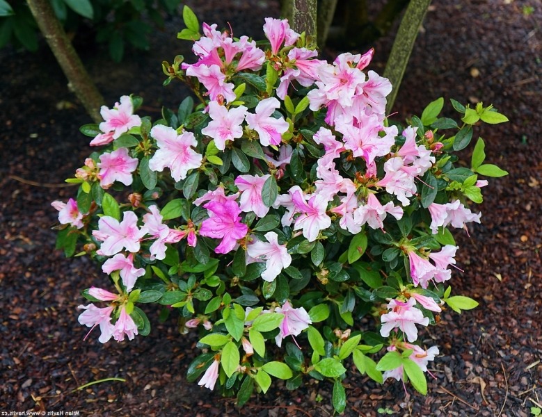 Growing The Autumn Twist Encore Azalea Rhododendron Hybrid Conlep