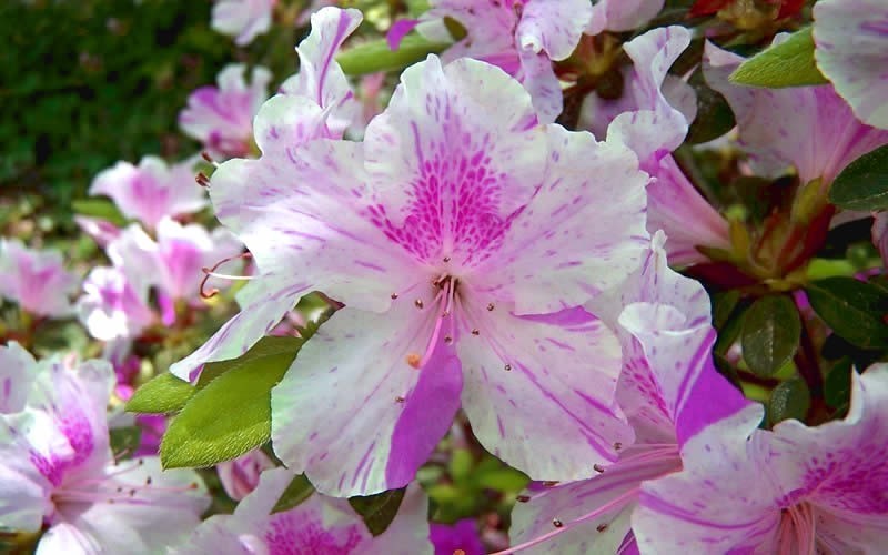 Autumn Twist Encore Azalea