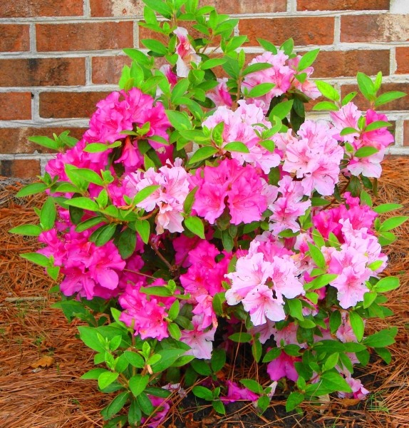 Autumn Twist Encore Azalea