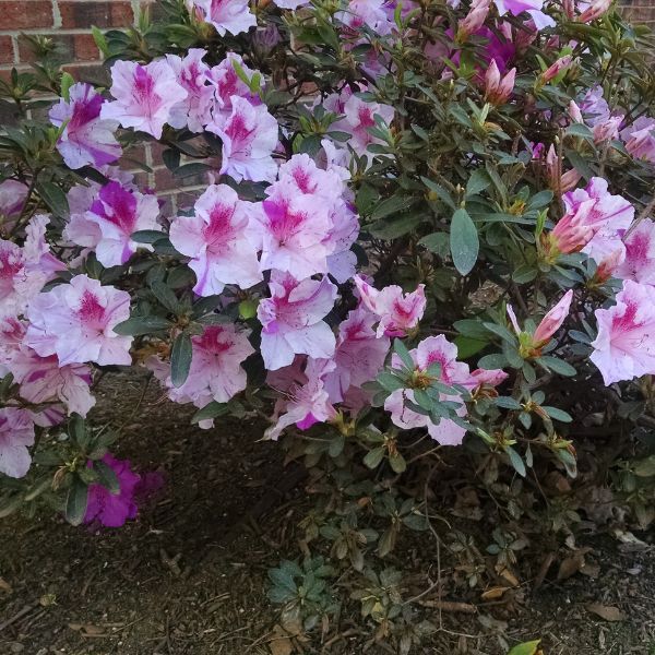 Autumn Twist Encore Azalea