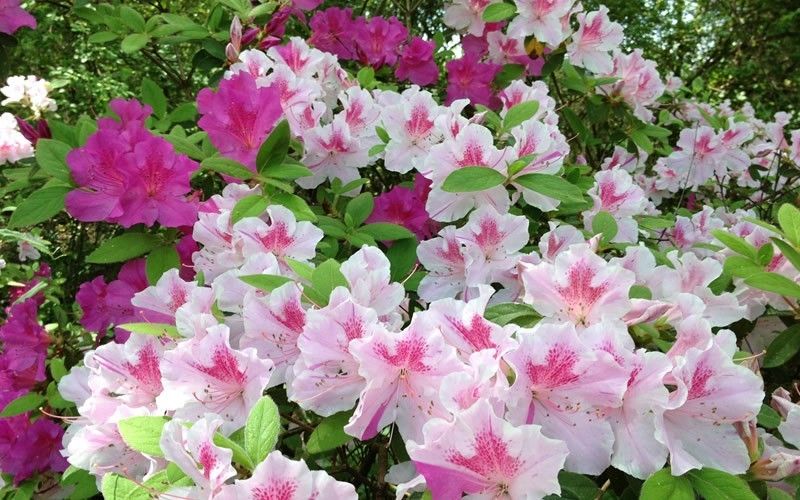 Autumn Twist Encore Azalea
