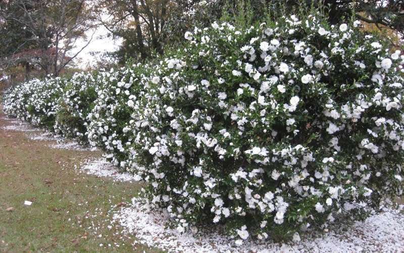 Mine No Yuki Camellia Sasanqua