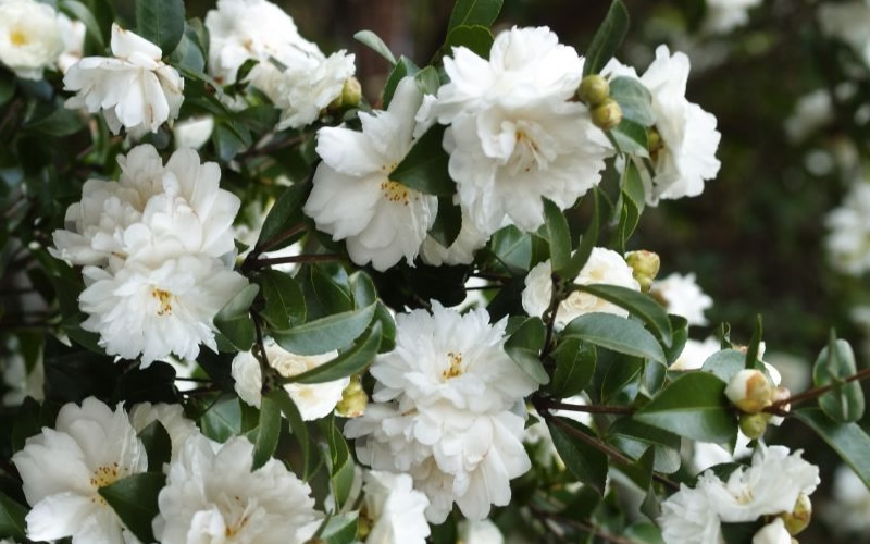 Mine No Yuki Camellia Sasanqua
