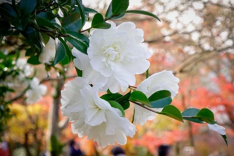 Mine No Yuki Camellia Sasanqua