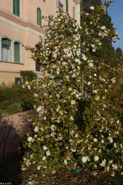 Mine No Yuki Camellia Sasanqua
