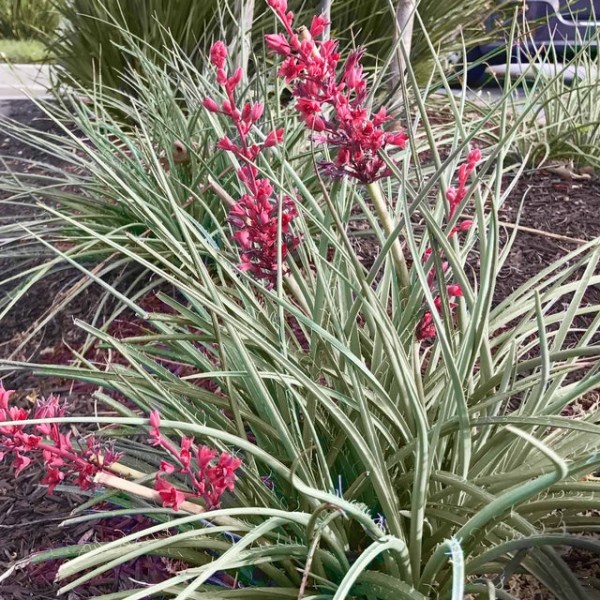 Brakelights® Red Yucca