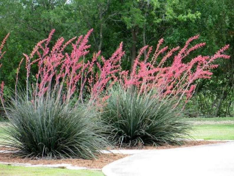 Brakelights® Red Yucca