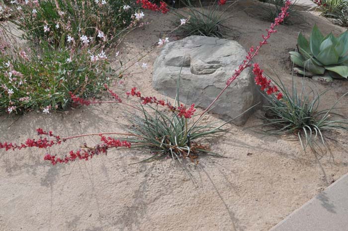 Brakelights® Red Yucca