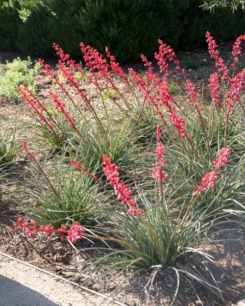 Brakelights® Red Yucca