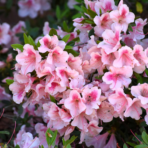 Autumn Chiffon Encore Azalea