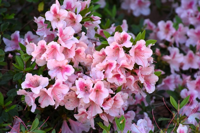 Autumn Chiffon Encore Azalea
