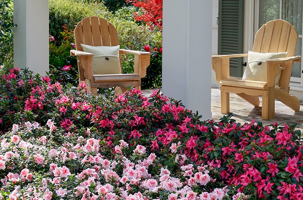 Autumn Chiffon Encore Azalea